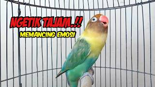 Download lagu Lovebird Ngekek Panjang NGETIK TAJAM Memancing BUNYI, SEKALI DENGAR PASTI NYAUT mp3