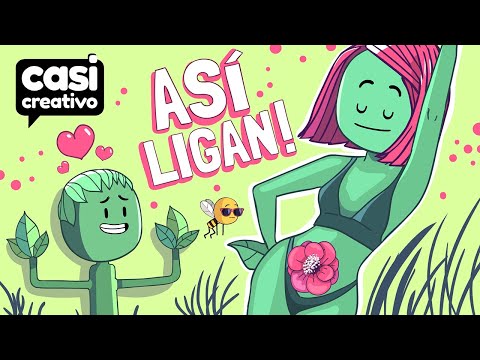 Así se Enamoran Las Plantas | Casi Creativo