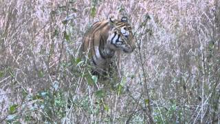 preview picture of video 'Munna the Tiger in Kanha National Park, Kipling Camp in India'