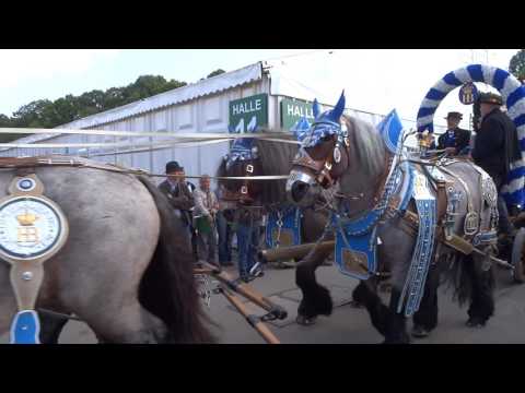 Oktoberfest München Traditions Brauereigespanne fahren zur Wiesn