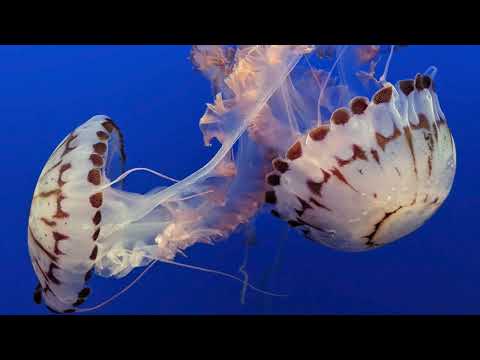 Psytrance Mix May 2023