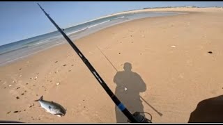 Monster Bluefish - Big Fight #fishing #bluefish #jettyfishing
