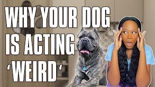 Signs your dog might be stressed or uncomfortable.