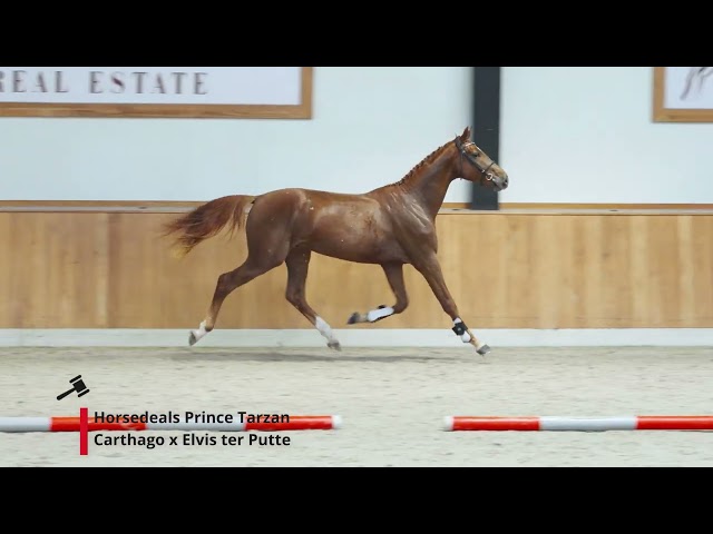 Horsedeals Prince Tarzan