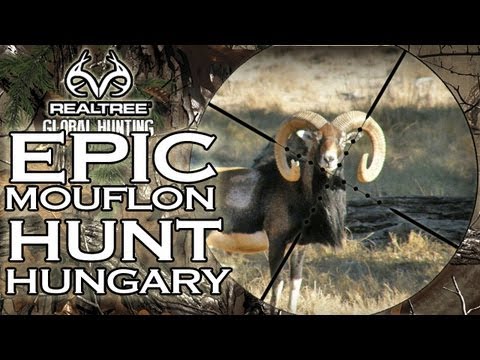 Muflon v Maďarsku