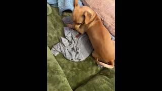 Video preview image #1 Chiweenie Puppy For Sale in Milwaukie, OR, USA