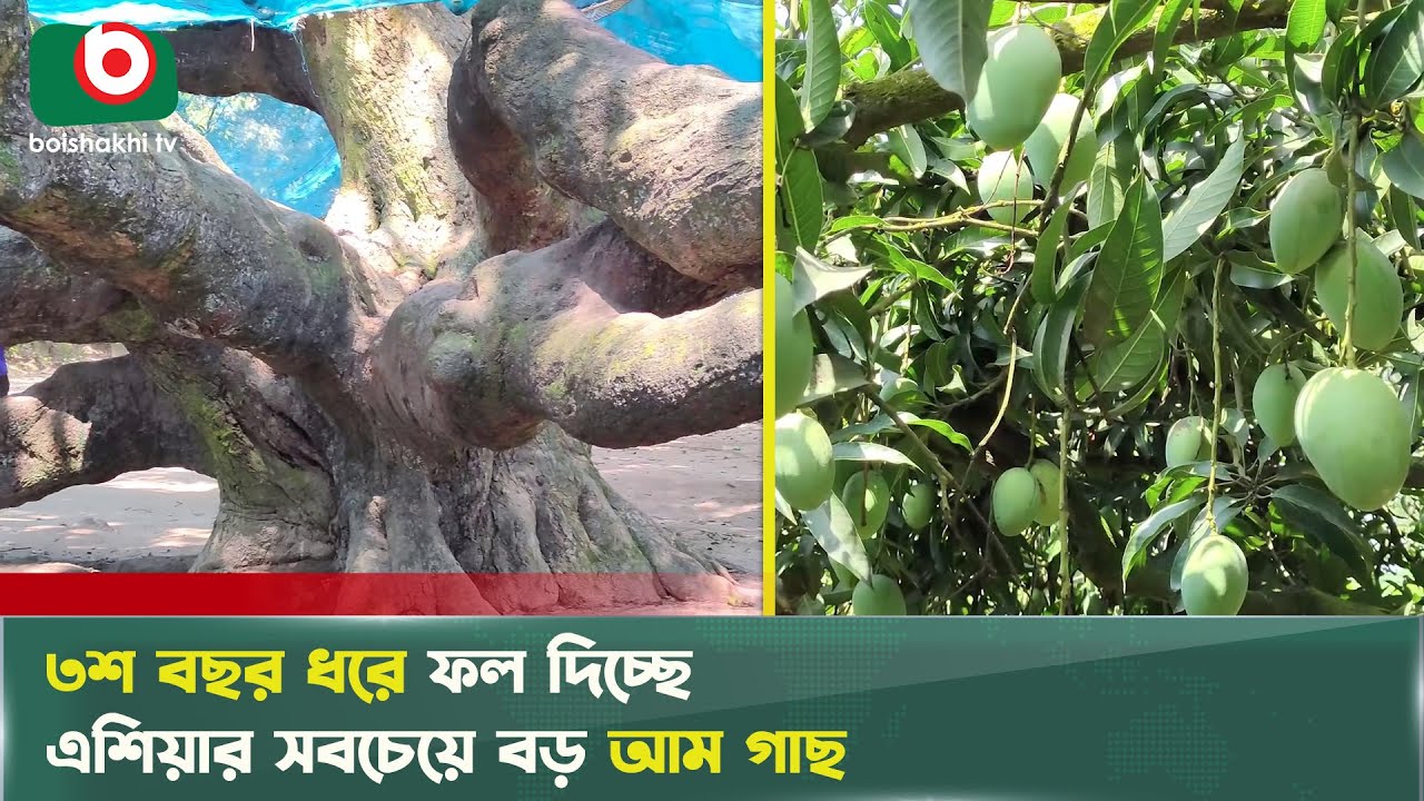 আম গাছ নয় যেন সমুদ্রের ঢেউ