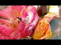 Beautiful Lily Rose Flowers Colorful Garden Bloom