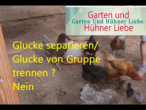 Glucke separieren /  Glucke von Gruppe trennen ? Nein.