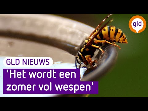 GLD Nieuws 12 juli 2022