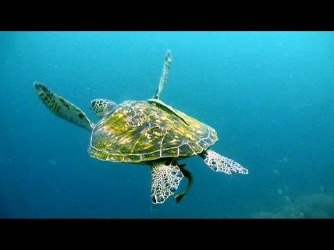 Apo Island, Apo Island,Philippinen