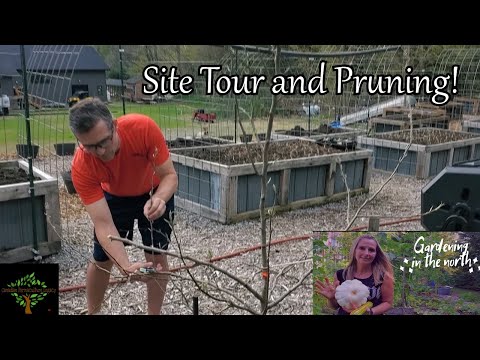 I toured Gardening in the North's new site, and pruned her trees