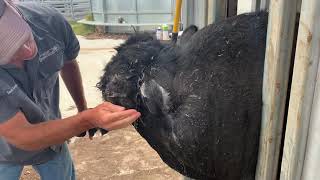 Pus Head Bull - Lancing an abscess on a bull’s head.