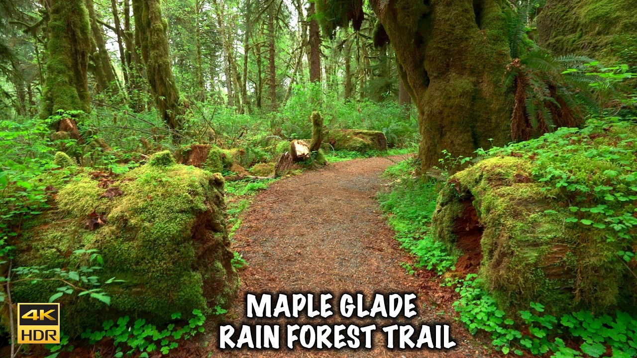 Maple Glade Rain Forest Trail | Quinault Rain Forest | Olympic National Park 4K 60 FPS