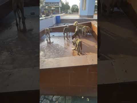 #Dogs #Eating #Kheer  #derababa #sheikh #fatta #jandialaguru #shorts #short #shortvideo #shortsvideo