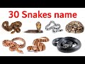 Snake Names For Kids Learn 30 Types Of Snakes In English Preschool Toddler Learning Video