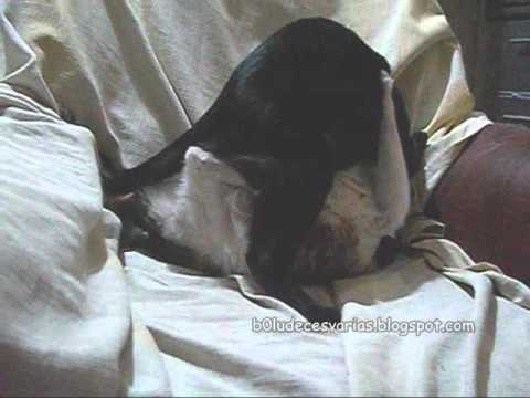 pelea de gatos ringo y nazira