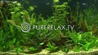 Background Music - Instrumental, Harmony, Regeneration & Meditation - AQUARIUM DREAMS