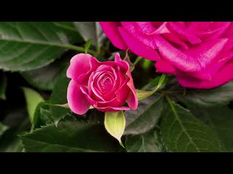 TG x Egri -  Oh lány [Visual Music]