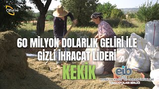 60 Milyon Dolarlık Geliri İle Gizli İhracat Lideri "KEKİK" - Şifa Depo
