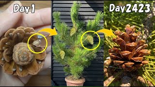 How to grow pine tree from seeds to harvest pine cone.