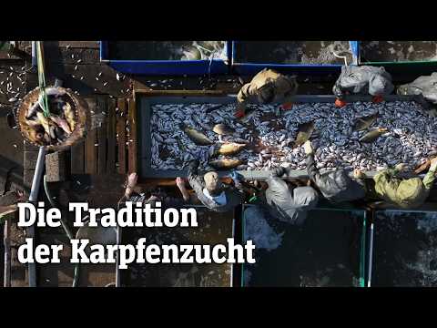 Karpfen statt Lachs: Eine Alternative auf dem Küchentisch? | SPIEGEL TV für ARTE Re: