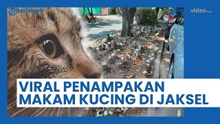 Viral Penampakan Makam Kucing di Jakarta Selatan, Namanya Terukir dalam Batu Nisan