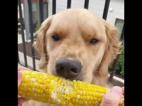 #dogs showing their #love to #cat.