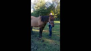 Romeo Reg. Qh Stallion