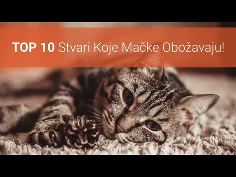 🐈 Što Mačke Obožavaju? Top 10 Stvari Koje Mačke Obožavaju, A Ljudi Ih Ne Rade!