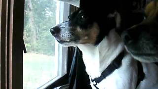 dog singing to get low