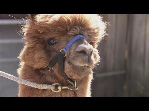 These Alpacas Are the Pandemic Therapy We All Need