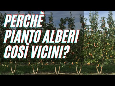 Perchè piantare alberi in alta densità - Agroecologia