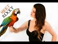 PARROT TALK #2 Meet My Harlequin Macaw
