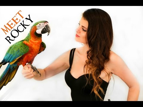 download lagu mp3 mp4 Harlequin Macaw, download lagu Harlequin Macaw gratis, unduh video klip Harlequin Macaw