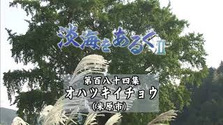 淡海をあるく　オハツキイチョウ　米原市