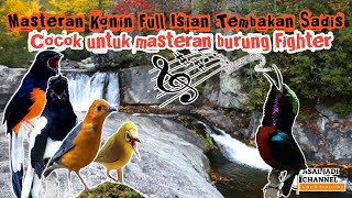 Download lagu Masteran konin full tembakan sadis dengan teraphy suara air mp3 Download lagu Masteran konin full tembakan sadis dengan teraphy suara air mp3