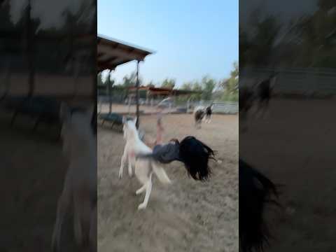 JENNIFER NGO RIDING A HORSE