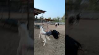 JENNIFER NGO RIDING A HORSE