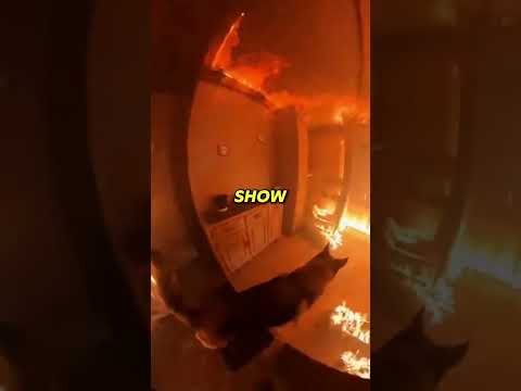 Dog Refused to Leave Burning Building Without Finding Everyone #emotional #rescue