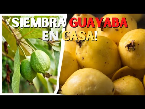 Como GERMINAR GUAYABA en CASA 🌱 Fácil y Rapido 🏆