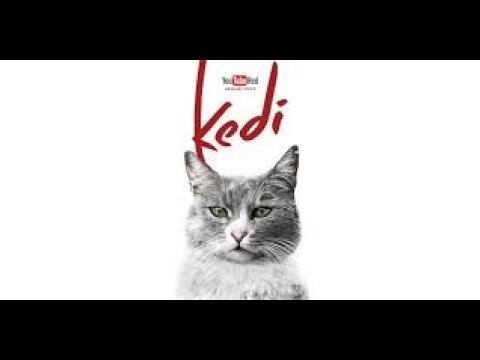 Kedi - Full Documentary - No YouTube Premium (HD)