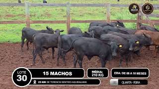 Vídeo LOTE 30
