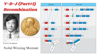 V-D-J Recombination