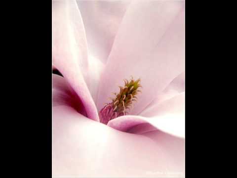 Magnolia ~ J.J. Cale