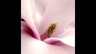 Magnolia J J Cale