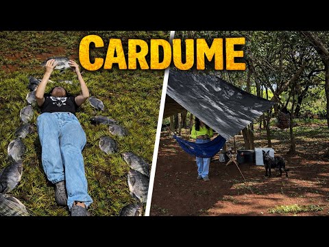 Nunca Pegamos TANTA Tilápia! Acampamento em Riolândia SP 🎣🏕️