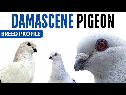 Damascene Pigeon Breed Profile - History - Damascene Pigeon Health Issues Price Training