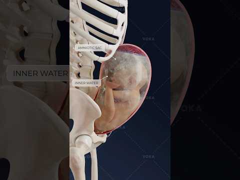 What is breech presentation and why is it important to recognize early? Obstetrics in 3D