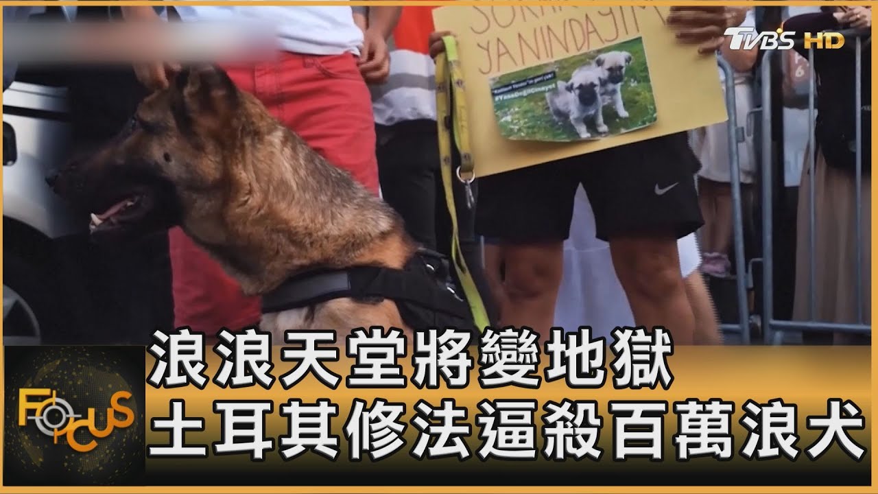浪浪天堂將變地獄 土耳其修法逼殺數百萬浪犬